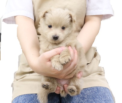 神奈川県のハーフ犬・ミックス犬 (かねだい伊勢原店/2025年5月31日生まれ/女の子/アプリコット)の子犬
