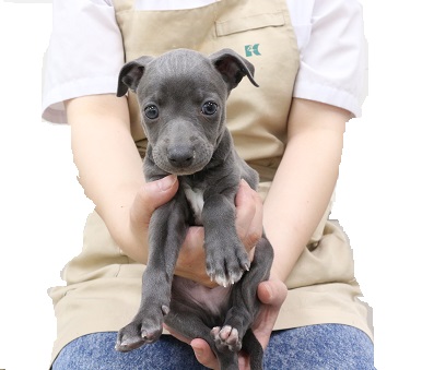 神奈川県のイタリアングレーハウンド (かねだい伊勢原店/2025年5月29日生まれ/男の子/ブルーホワイト)の子犬