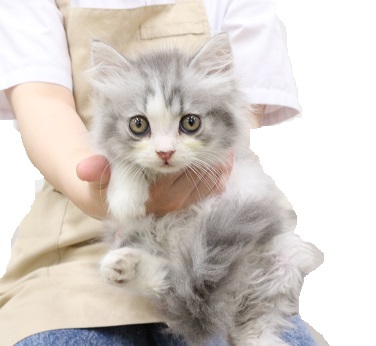 神奈川県のスコティッシュフォールド (かねだい伊勢原店/2025年5月26日生まれ/男の子/シルバータビーホワイト)の子猫