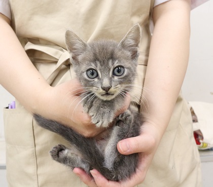 神奈川県のベンガル (かねだい伊勢原店/2025年5月31日生まれ/男の子/ブルーマーブルドタビー)の子猫
