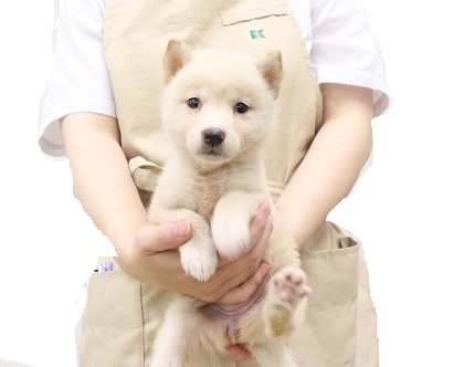 神奈川県の柴犬(標準サイズ) (かねだい伊勢原店/2025年5月31日生まれ/女の子/白)の子犬
