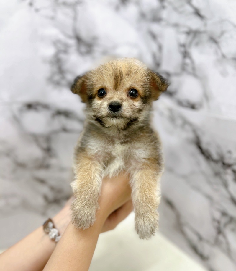 神奈川県のハーフ犬・ミックス犬 (かねだい東戸塚店/2025年6月1日生まれ/男の子/セーブル)の子犬の1枚目の画像