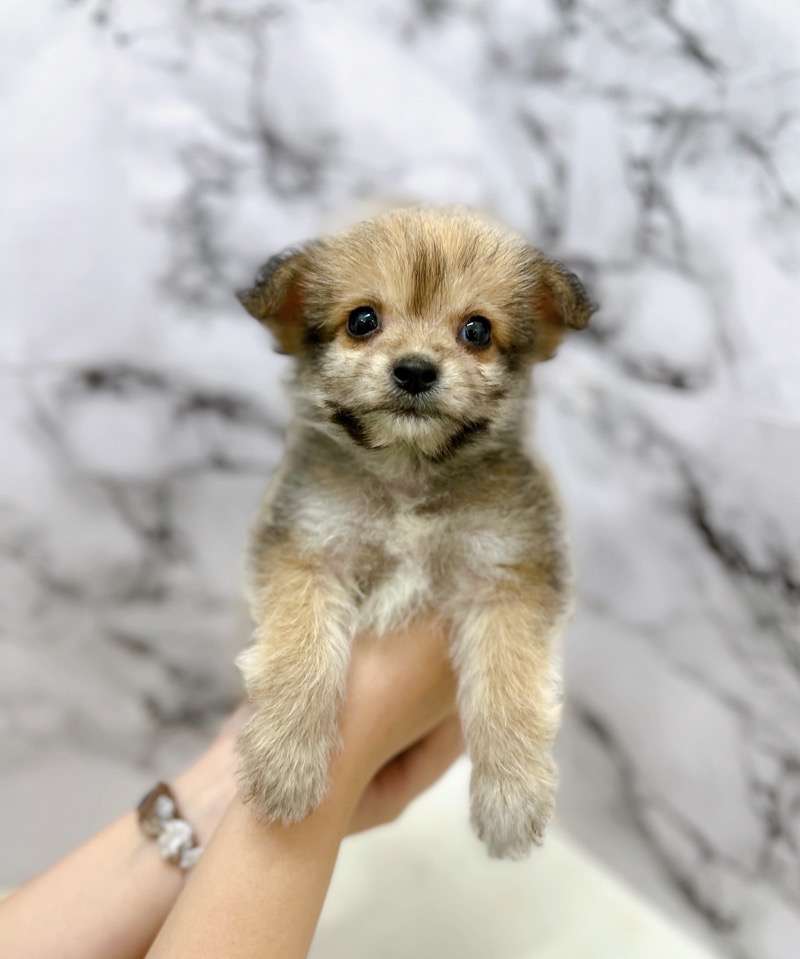 神奈川県のハーフ犬・ミックス犬 (かねだい東戸塚店/2025年6月1日生まれ/男の子/セーブル)の子犬の2枚目の画像