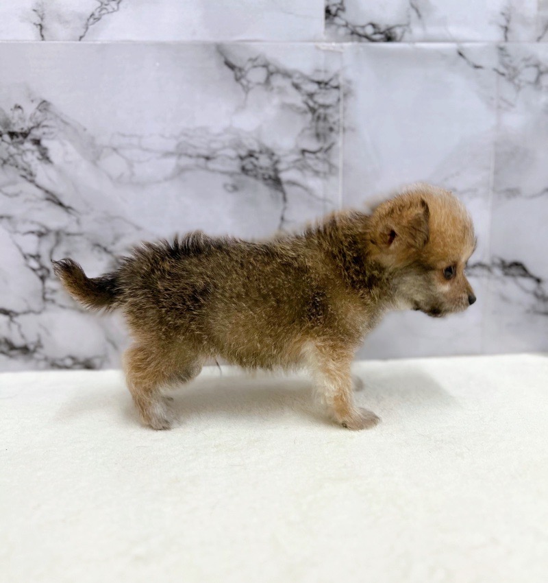 神奈川県のハーフ犬・ミックス犬 (かねだい東戸塚店/2025年6月1日生まれ/男の子/セーブル)の子犬の3枚目の画像