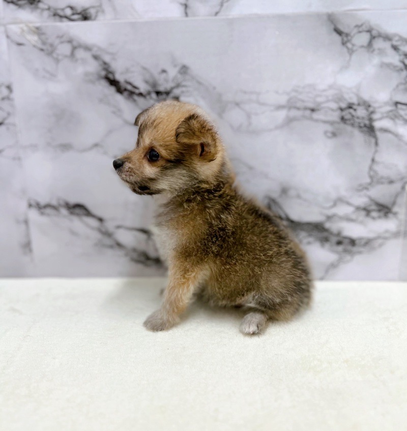 神奈川県のハーフ犬・ミックス犬 (かねだい東戸塚店/2025年6月1日生まれ/男の子/セーブル)の子犬の4枚目の画像