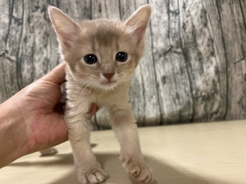 埼玉県のソマリ (かねだいアクアパーク店/2025年5月28日生まれ/男の子/フォーン)の子猫