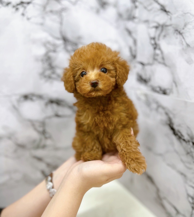神奈川県のトイプードル(トイ) (かねだい東戸塚店/2025年5月29日生まれ/女の子/レッド)の子犬の1枚目の画像