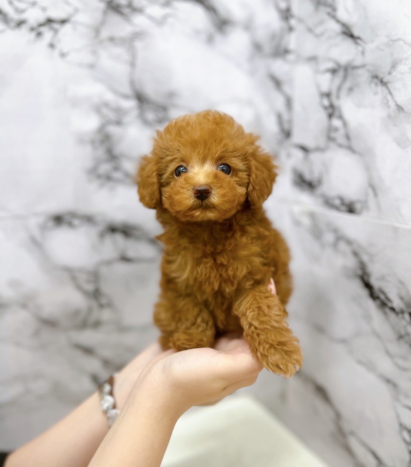 神奈川県のトイプードル(トイ) (かねだい東戸塚店/2025年5月29日生まれ/女の子/レッド)の子犬の2枚目の画像