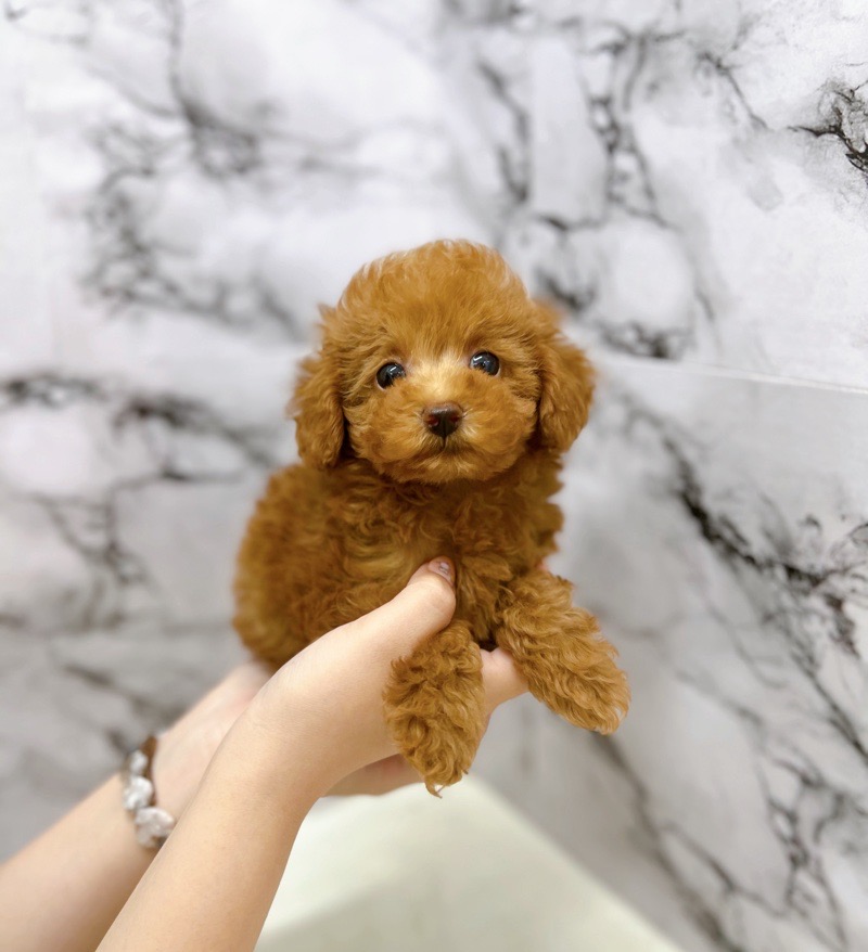 神奈川県のトイプードル(トイ) (かねだい東戸塚店/2025年5月29日生まれ/女の子/レッド)の子犬の3枚目の画像