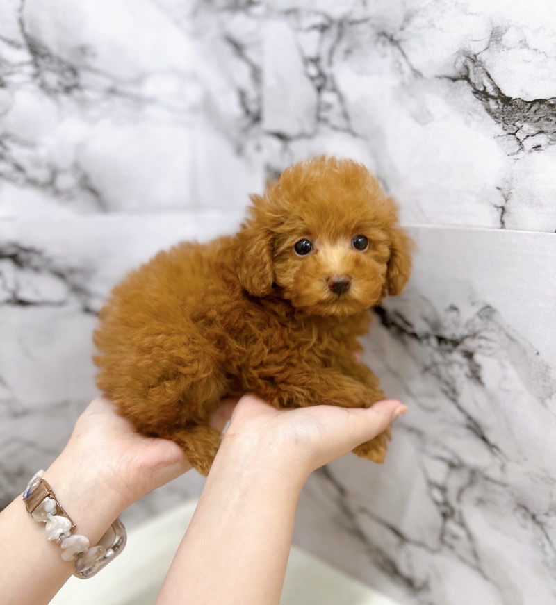 神奈川県のトイプードル(トイ) (かねだい東戸塚店/2025年5月29日生まれ/女の子/レッド)の子犬の4枚目の画像