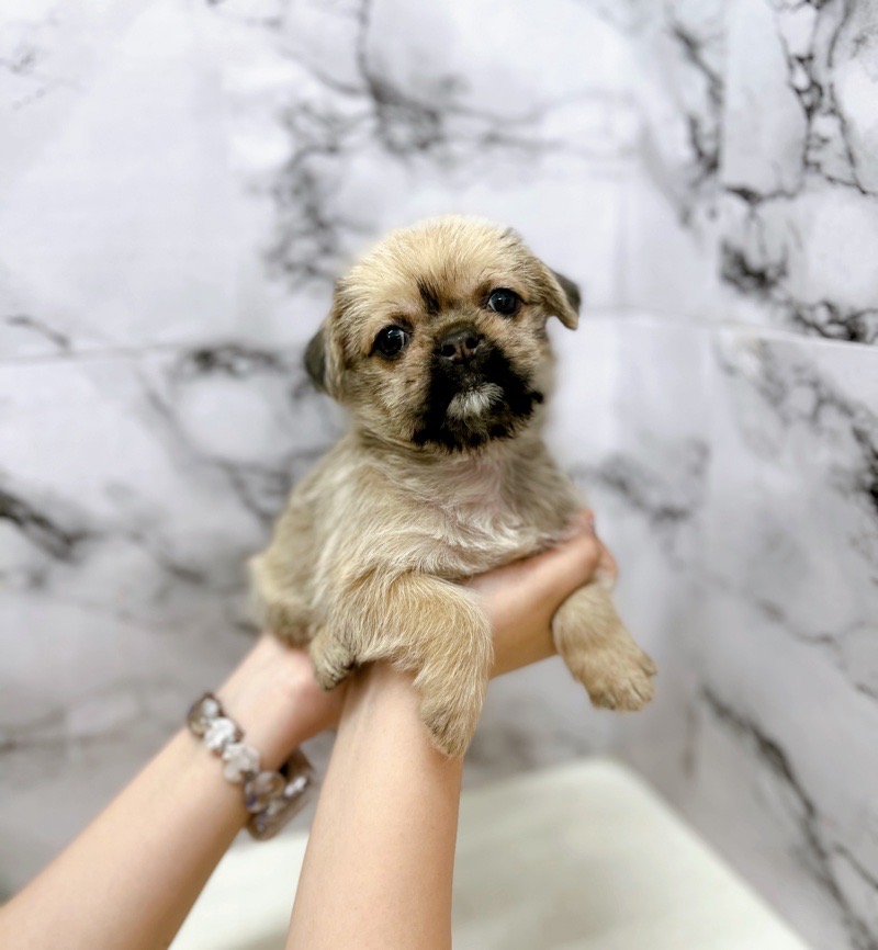 神奈川県のハーフ犬・ミックス犬 (かねだい東戸塚店/2025年5月31日生まれ/女の子/フォーン)の子犬の1枚目の画像