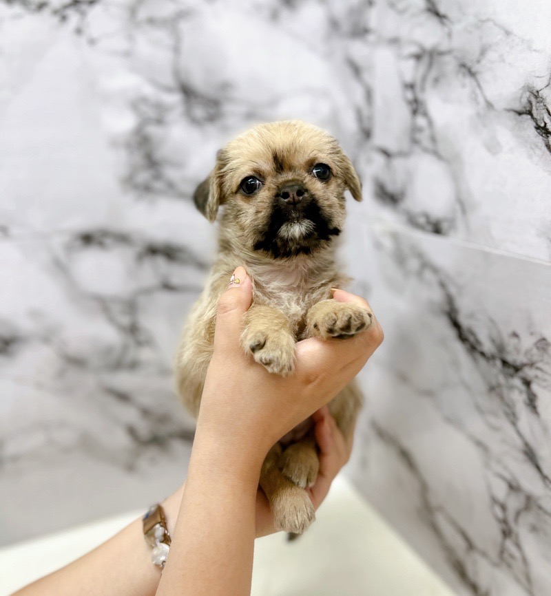 神奈川県のハーフ犬・ミックス犬 (かねだい東戸塚店/2025年5月31日生まれ/女の子/フォーン)の子犬の2枚目の画像
