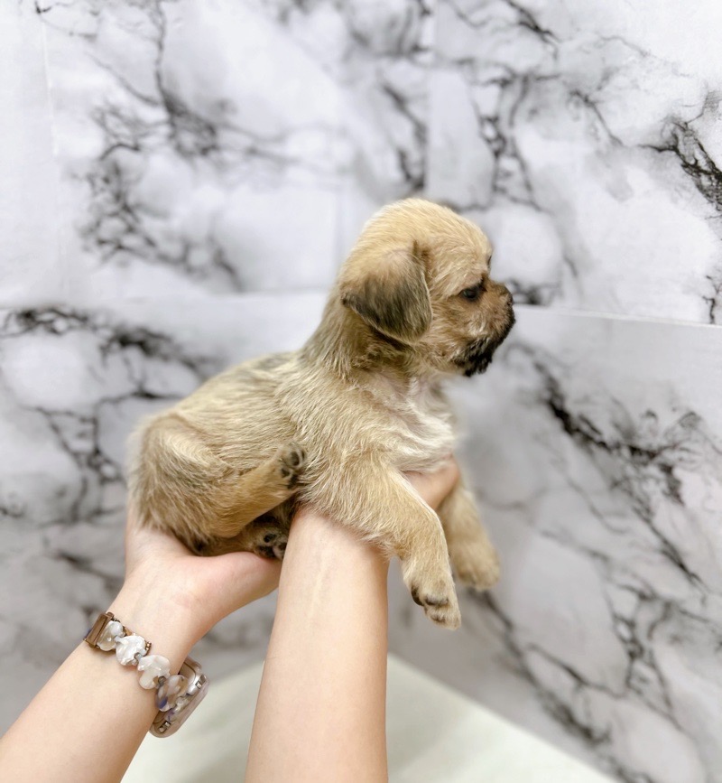 神奈川県のハーフ犬・ミックス犬 (かねだい東戸塚店/2025年5月31日生まれ/女の子/フォーン)の子犬の3枚目の画像