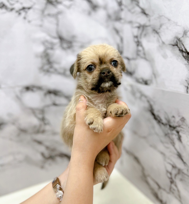 神奈川県のハーフ犬・ミックス犬 (かねだい東戸塚店/2025年5月31日生まれ/女の子/フォーン)の子犬の4枚目の画像