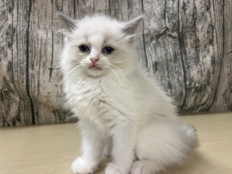 埼玉県のハーフ猫・ミックス猫 (かねだいアクアパーク店/2025年5月30日生まれ/女の子/その他色)の子猫