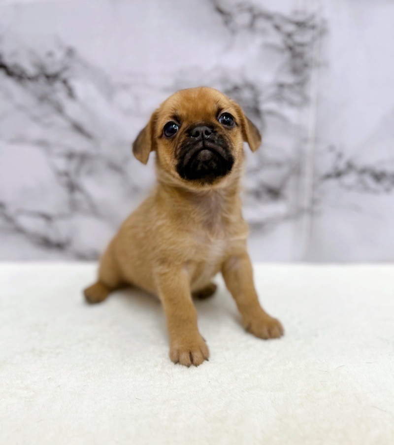 神奈川県のハーフ犬・ミックス犬 (かねだい東戸塚店/2025年5月31日生まれ/男の子/フォーン)の子犬の1枚目の画像