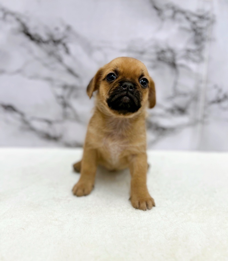 神奈川県のハーフ犬・ミックス犬 (かねだい東戸塚店/2025年5月31日生まれ/男の子/フォーン)の子犬の2枚目の画像