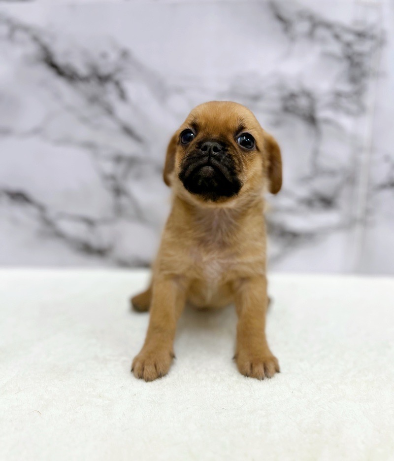 神奈川県のハーフ犬・ミックス犬 (かねだい東戸塚店/2025年5月31日生まれ/男の子/フォーン)の子犬の3枚目の画像