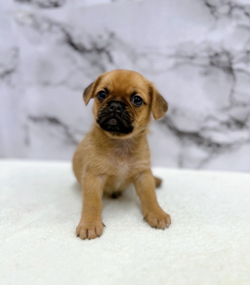 神奈川県のハーフ犬・ミックス犬 (かねだい東戸塚店/2025年5月31日生まれ/男の子/フォーン)の子犬の4枚目の画像