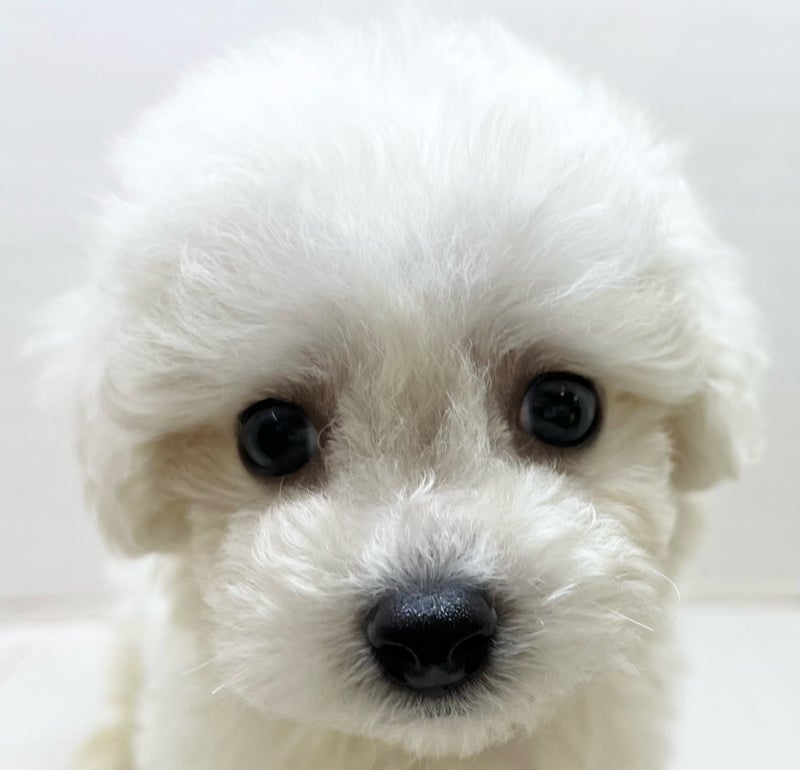 千葉県のビションフリーゼ (かねだい八千代店/2025年5月29日生まれ/男の子/ホワイト)の子犬の2枚目の画像