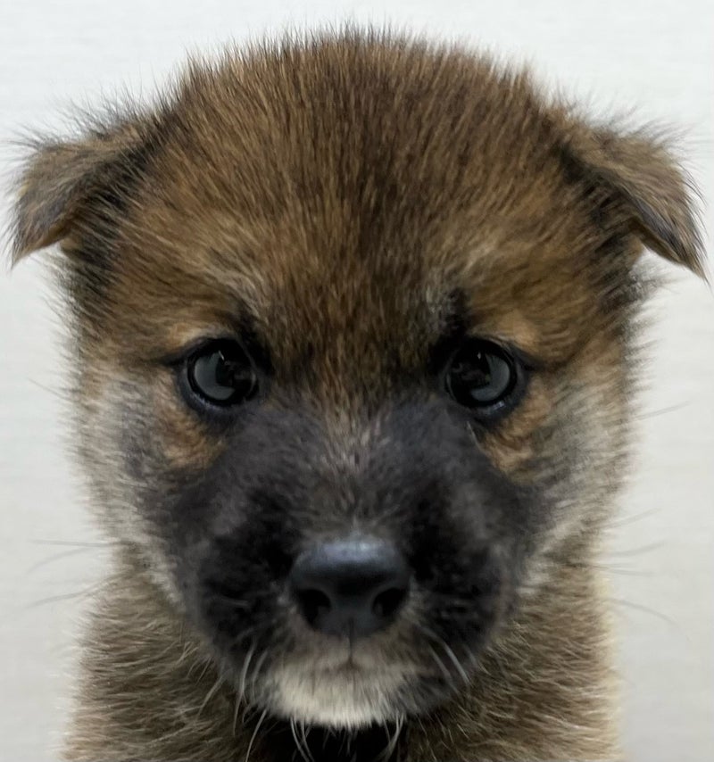 千葉県の柴犬(標準サイズ) (かねだい八千代店/2025年5月31日生まれ/男の子/赤)の子犬の2枚目の画像