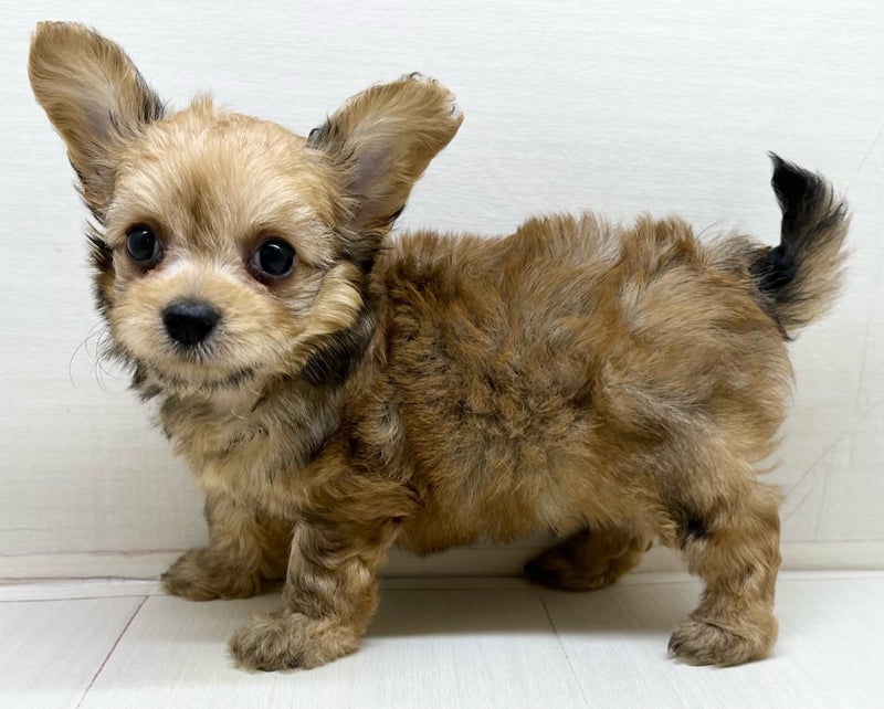 千葉県のハーフ犬・ミックス犬 (かねだい八千代店/2025年5月16日生まれ/男の子/その他色)の子犬の1枚目の画像