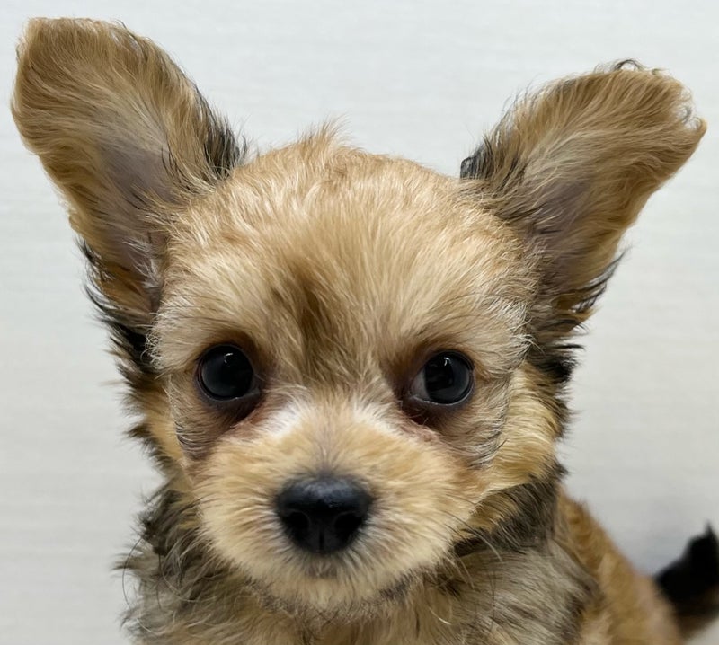 千葉県のハーフ犬・ミックス犬 (かねだい八千代店/2025年5月16日生まれ/男の子/その他色)の子犬の2枚目の画像