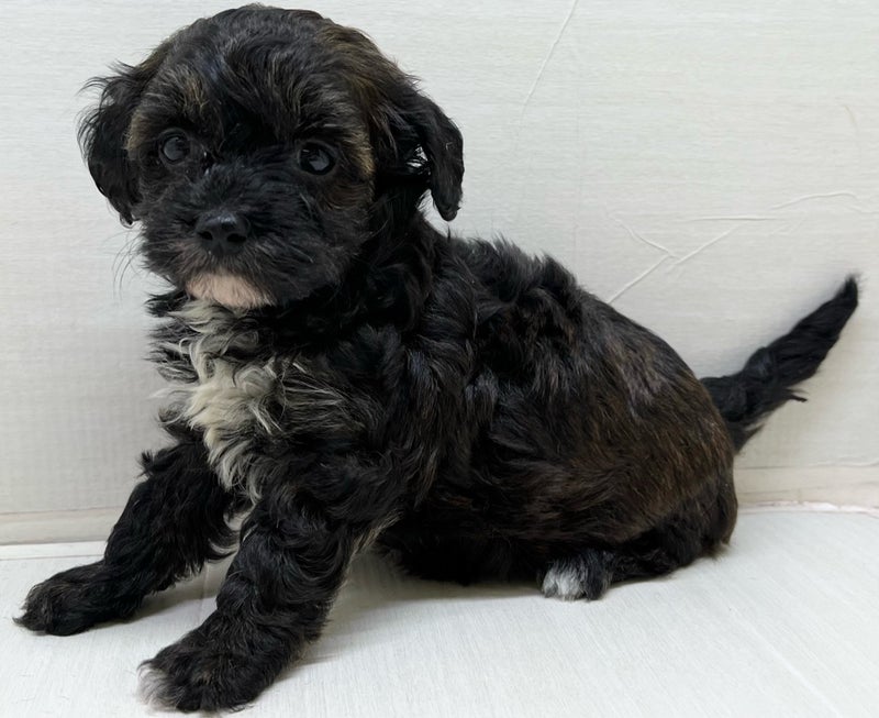 千葉県のハーフ犬・ミックス犬 (かねだい八千代店/2025年5月31日生まれ/女の子/ブリンドル)の子犬の1枚目の画像