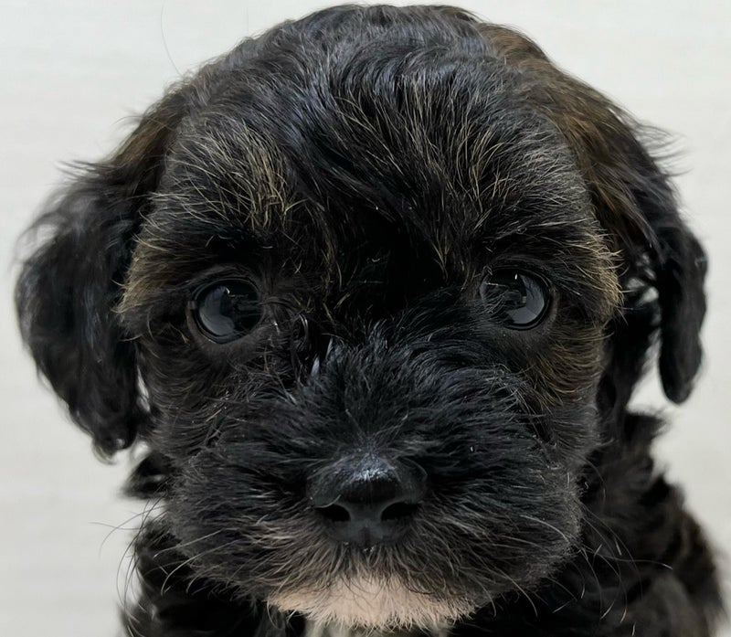 千葉県のハーフ犬・ミックス犬 (かねだい八千代店/2025年5月31日生まれ/女の子/ブリンドル)の子犬の2枚目の画像