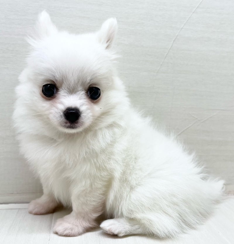 千葉県のハーフ犬・ミックス犬 (かねだい八千代店/2025年5月23日生まれ/女の子/ホワイト)の子犬の1枚目の画像