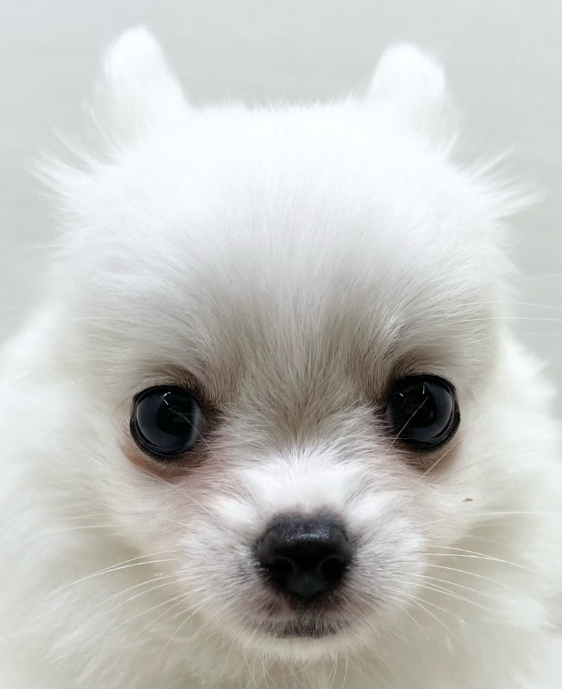 千葉県のハーフ犬・ミックス犬 (かねだい八千代店/2025年5月23日生まれ/女の子/ホワイト)の子犬の2枚目の画像