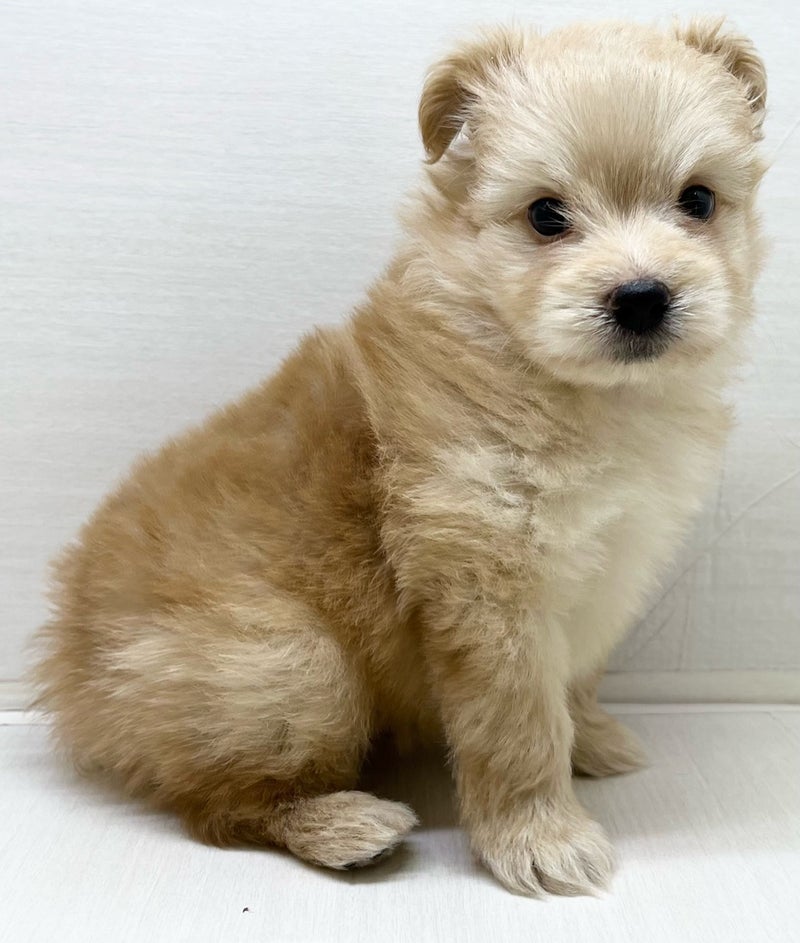 千葉県のハーフ犬・ミックス犬 (かねだい八千代店/2025年5月31日生まれ/男の子/アプリコット)の子犬の1枚目の画像