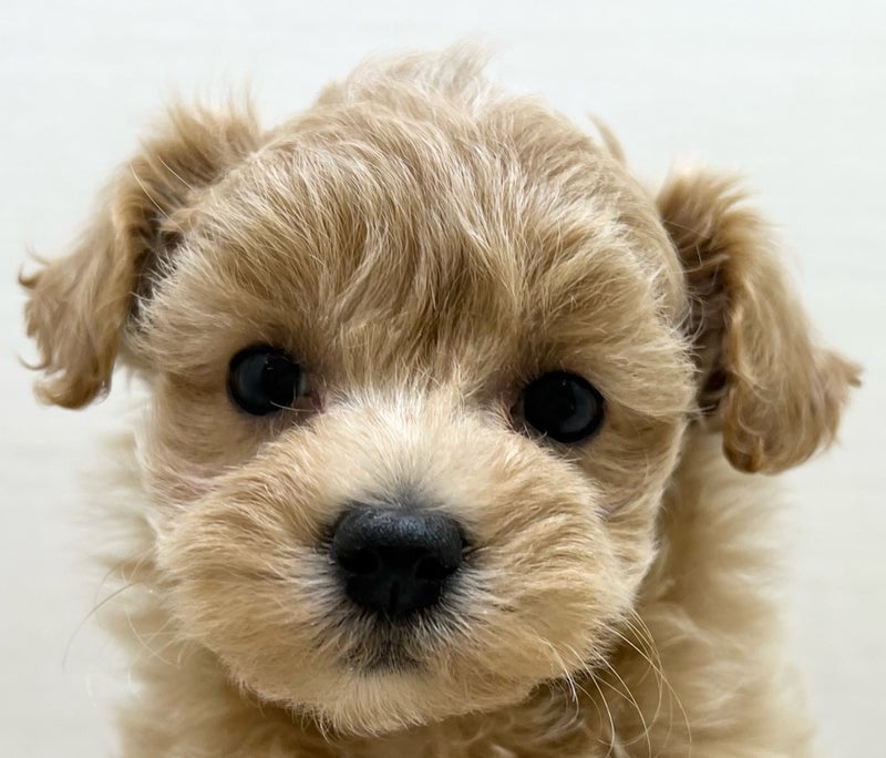 千葉県のハーフ犬・ミックス犬 (かねだい八千代店/2025年5月31日生まれ/男の子/アプリコット)の子犬の2枚目の画像