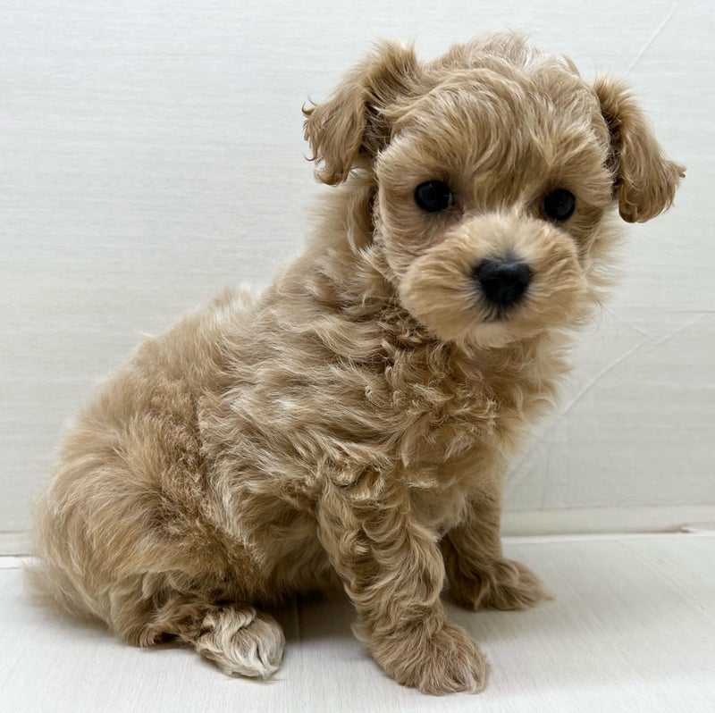 千葉県のハーフ犬・ミックス犬 (かねだい八千代店/2025年5月29日生まれ/女の子/クリーム)の子犬の1枚目の画像