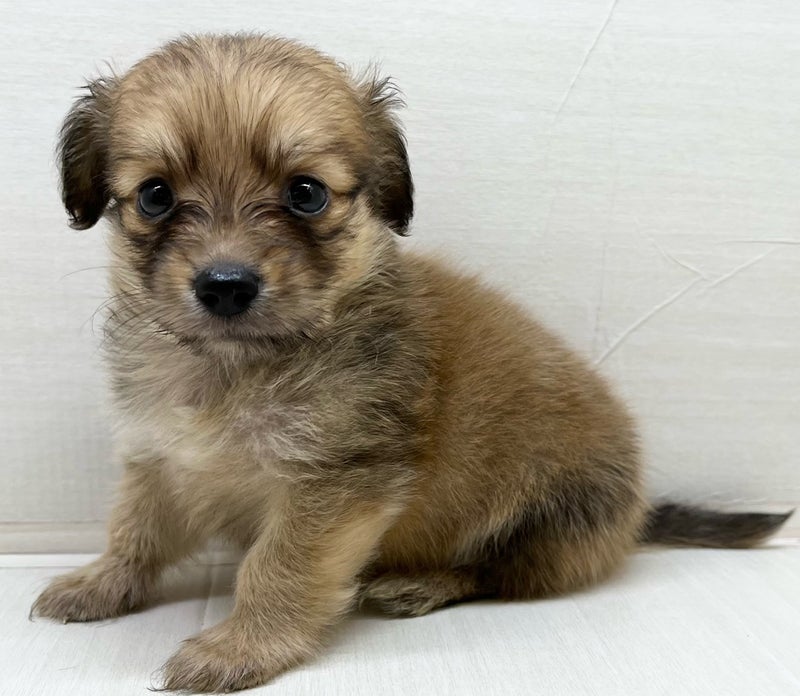 千葉県のハーフ犬・ミックス犬 (かねだい八千代店/2025年6月1日生まれ/男の子/オレンジ)の子犬の1枚目の画像