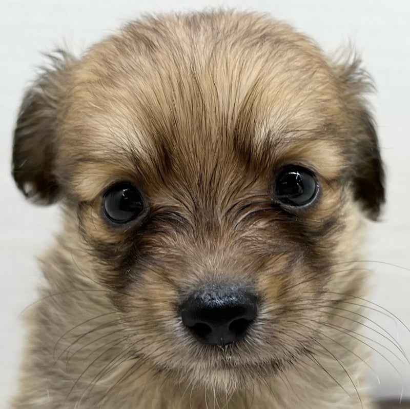 千葉県のハーフ犬・ミックス犬 (かねだい八千代店/2025年6月1日生まれ/男の子/オレンジ)の子犬の2枚目の画像