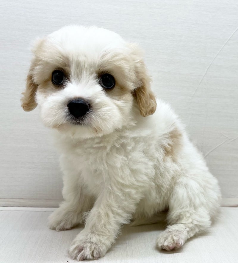 千葉県のハーフ犬・ミックス犬 (かねだい八千代店/2025年5月29日生まれ/男の子/その他色)の子犬の1枚目の画像
