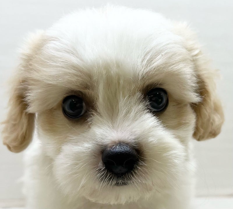 千葉県のハーフ犬・ミックス犬 (かねだい八千代店/2025年5月29日生まれ/男の子/その他色)の子犬の2枚目の画像