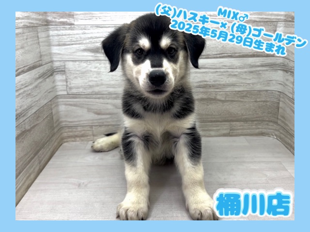 埼玉県のハーフ犬・ミックス犬 (かねだい桶川店/2025年5月29日生まれ/男の子/その他色)の子犬の1枚目の画像