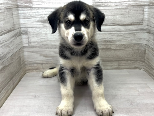 埼玉県のハーフ犬・ミックス犬 (かねだい桶川店/2025年5月29日生まれ/男の子/その他色)の子犬の2枚目の画像