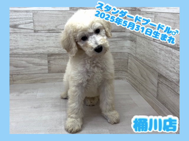 埼玉県のスタンダードプードル (かねだい桶川店/2025年5月31日生まれ/男の子/ホワイト)の子犬の1枚目の画像