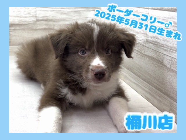 埼玉県のボーダーコリー (かねだい桶川店/2025年5月31日生まれ/男の子/チョコレートホワイト)の子犬の1枚目の画像