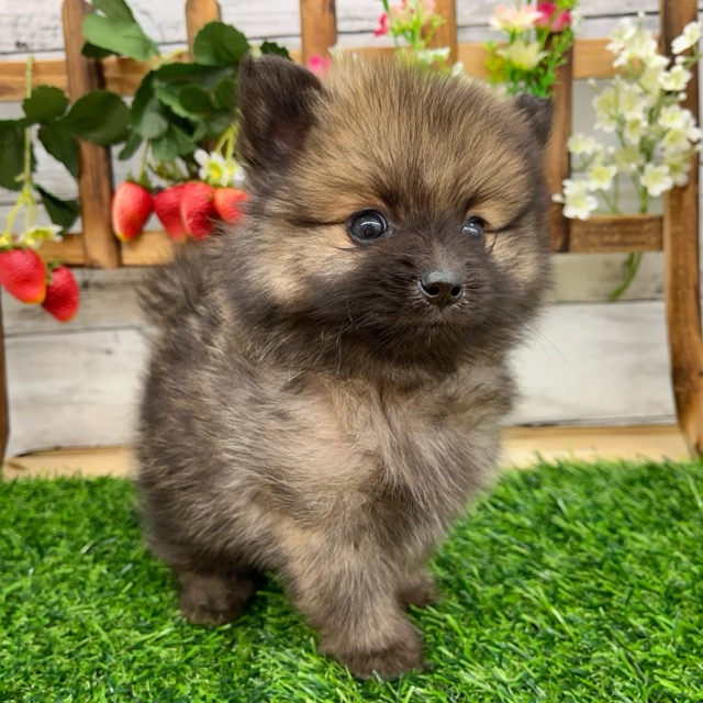 埼玉県のハーフ犬・ミックス犬 (かねだい所沢店/2025年5月30日生まれ/男の子/その他色)の子犬の1枚目の画像