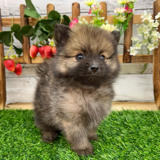 埼玉県のハーフ犬・ミックス犬 (かねだい所沢店/2025年5月30日生まれ/男の子/その他色)の子犬の2枚目の画像