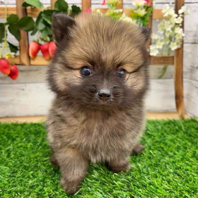 埼玉県のハーフ犬・ミックス犬 (かねだい所沢店/2025年5月30日生まれ/男の子/その他色)の子犬の3枚目の画像