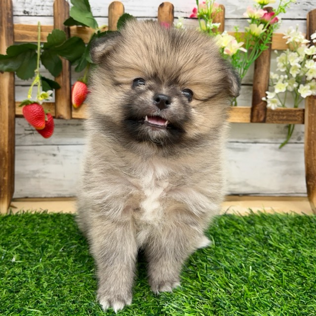 埼玉県のハーフ犬・ミックス犬 (かねだい所沢店/2025年5月29日生まれ/女の子/オレンジ)の子犬の1枚目の画像