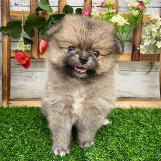 埼玉県のハーフ犬・ミックス犬 (かねだい所沢店/2025年5月29日生まれ/女の子/オレンジ)の子犬の2枚目の画像