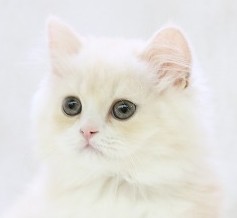 埼玉県のスコティッシュフォールド (かねだい草加店/2025年5月30日生まれ/男の子/クリームホワイト)の子猫の2枚目の画像