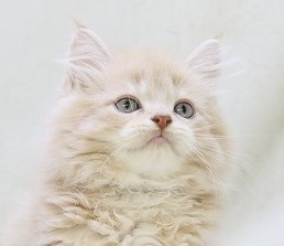 埼玉県のサイベリアン (かねだい草加店/2025年5月26日生まれ/男の子/クリームタビー)の子猫の2枚目の画像