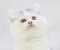 埼玉県のサイベリアン (かねだい草加店/2025年5月31日生まれ/男の子/ブルーホワイト)の子猫の2枚目の画像